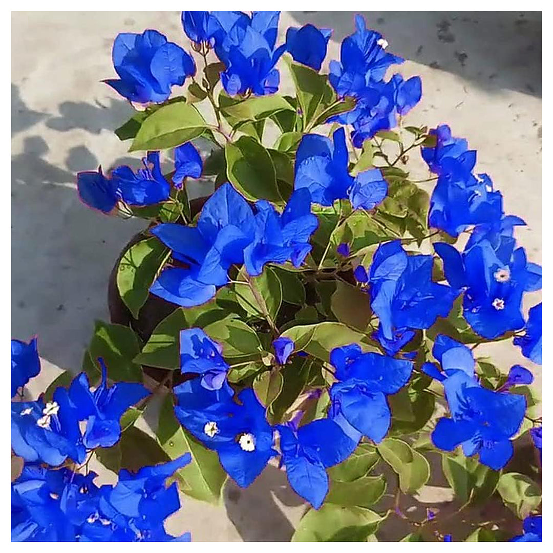 Blue Bougainvillea Climbing Flower Seeds for Planting – Heirloom, Non-GMO, High Germination Vibrant Vine Seeds | Neera Seeds product photo [neera-v4-2a4dc46c25a402a333ef]