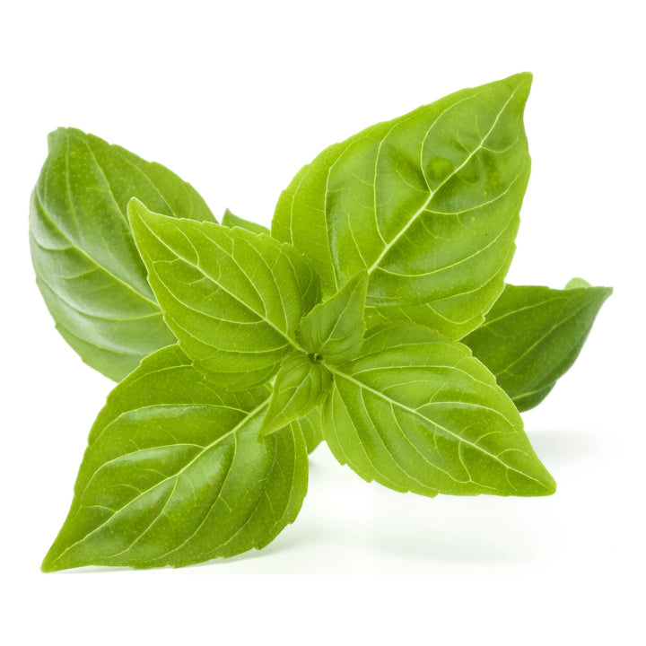 Light Green Basil Plant Seeds for Planting – Heirloom, Non-GMO, High Germination Organic Garden Seeds for Culinary  | Neera Seeds product photo [neera-v4-2a557c1af5d297c7607a]