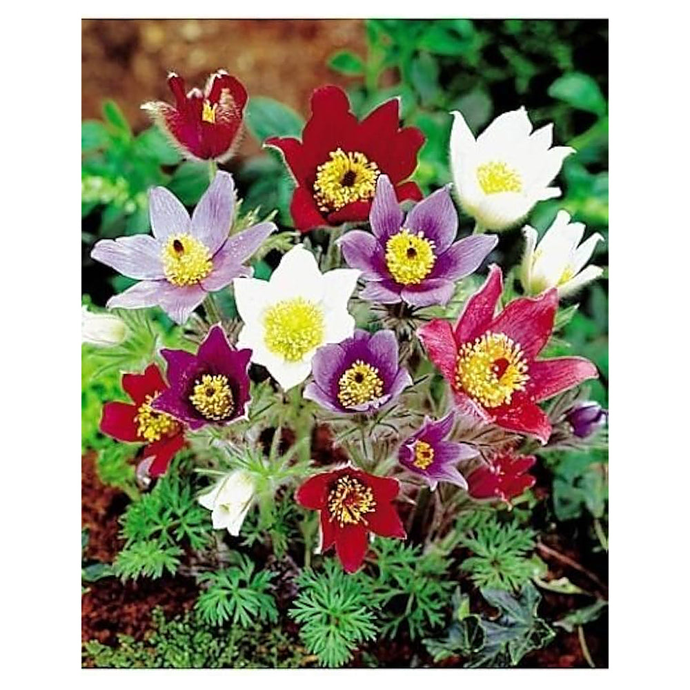 Mixed Anemone Pulsatilla Flower Seeds for Planting – Heirloom, Non-GMO, High Germination Colorful Perennial Blooms | Neera Seeds product photo [neera-v4-2a5758f6e84e9c462712]