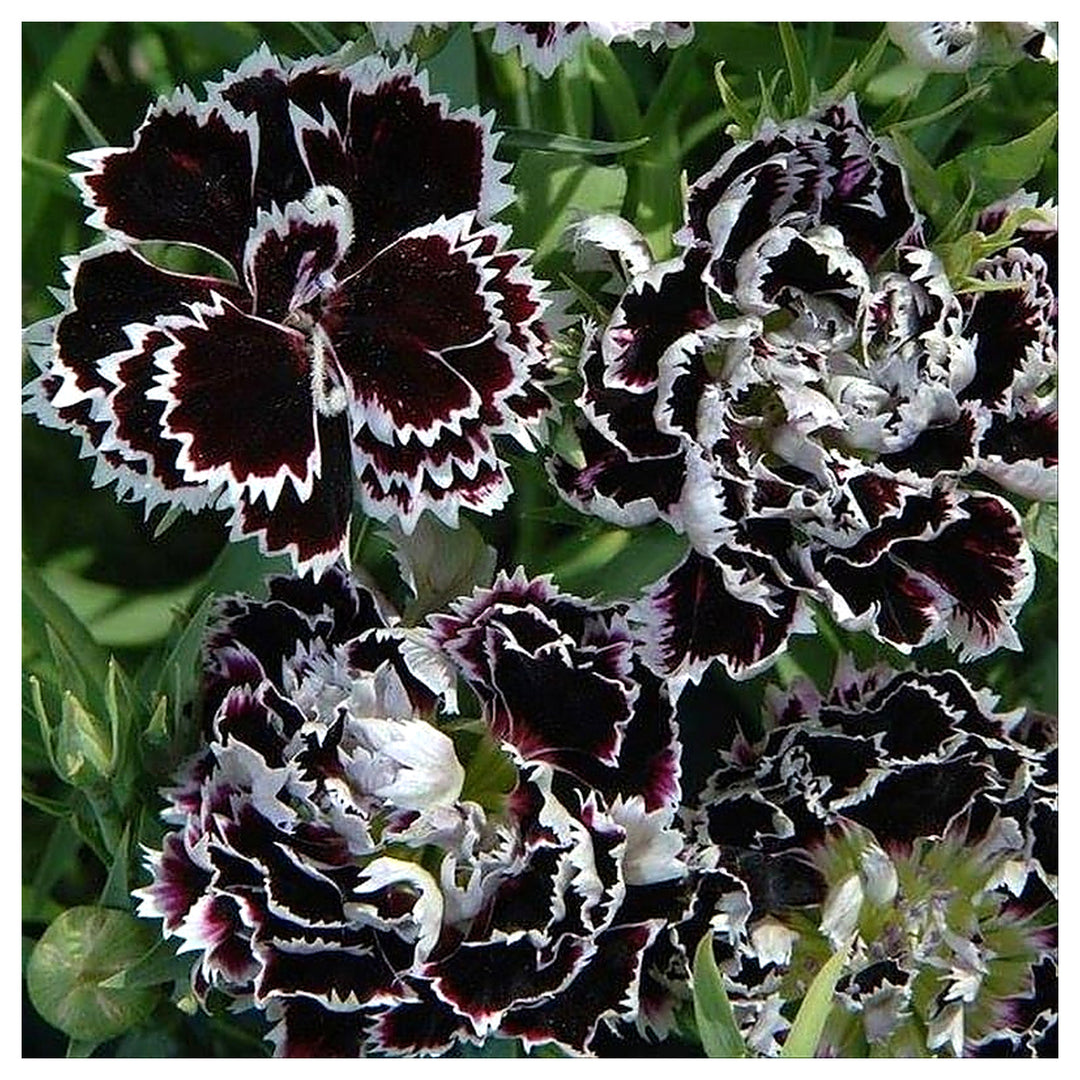 Organic Heirloom Non-GMO Black White Dianthus Seeds for Planting – Bicolor Garden Blooms | Neera Seeds product photo [neera-v4-2a61c577cadca64e03f4]