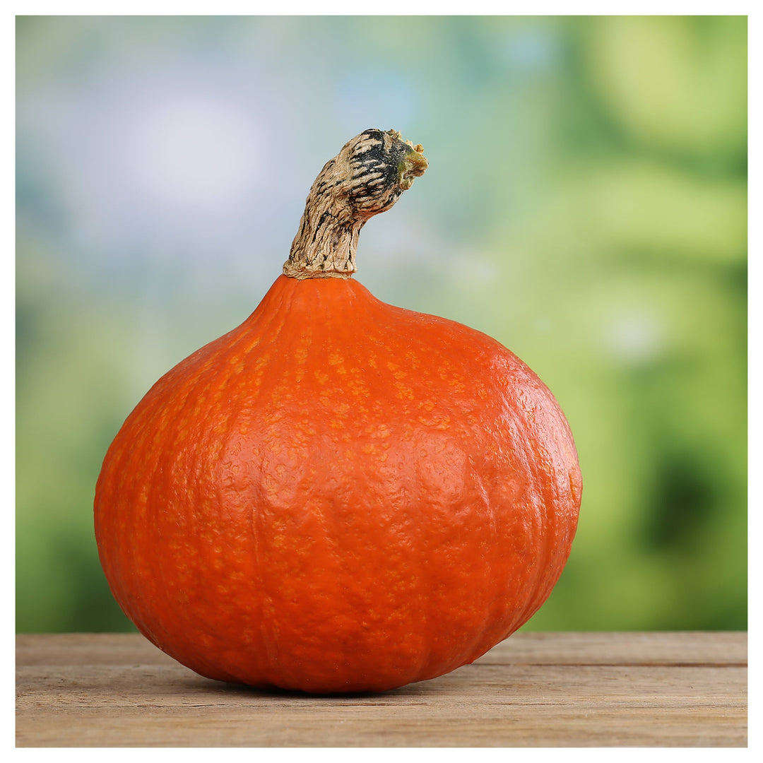 Uchiki Kuri Pumpkin Seeds for Planting – Organic, Heirloom, Non-GMO, High Germination Garden Seeds | Neera Seeds product photo [neera-v4-2a761a0ca8a49ecb1a10]