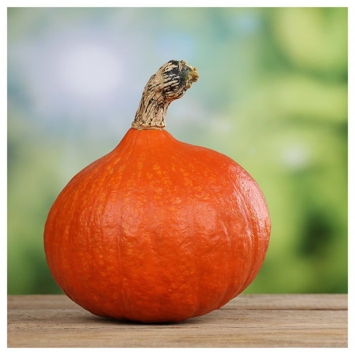 Uchiki Kuri Pumpkin Seeds for Planting – Organic, Heirloom, Non-GMO, High Germination Garden Seeds | Neera Seeds product photo [neera-v4-2a761a0ca8a49ecb1a10]