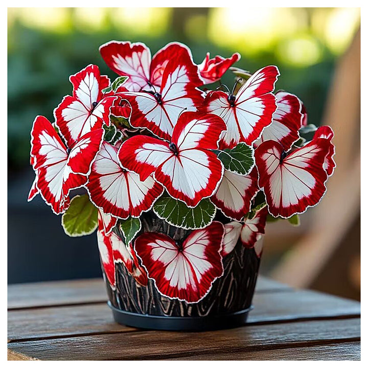 Ruby Moonlight Butterfly Begonia Flower Seeds | Heirloom Non-GMO High Germination Seeds for Planting Organic Garden | Neera Seeds product photo [neera-v4-2a96891154c25c77005b]