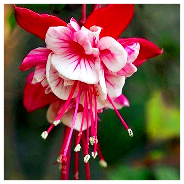 Heirloom Non-GMO Red White Fuchsia Flower Seeds for Planting – Vibrant Blooms for Home Garden | Neera Seeds product photo [neera-v4-2a9e3fda55151209ef6c]