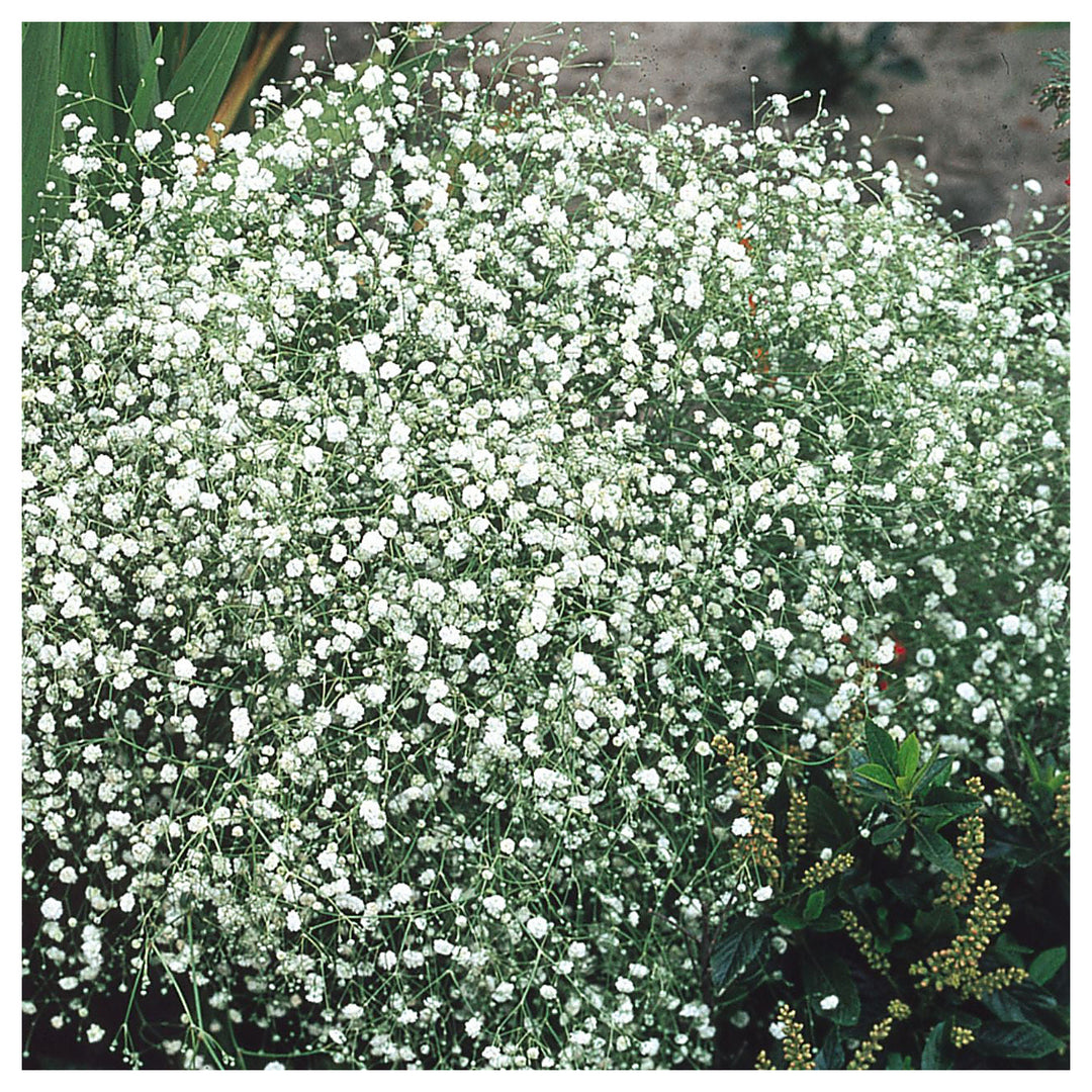 White Gyposophila Elegans Plant Seeds for Planting - NON GMO Seeds | Neera Seeds product photo [neera-v4-2a9f21ca754904503496]