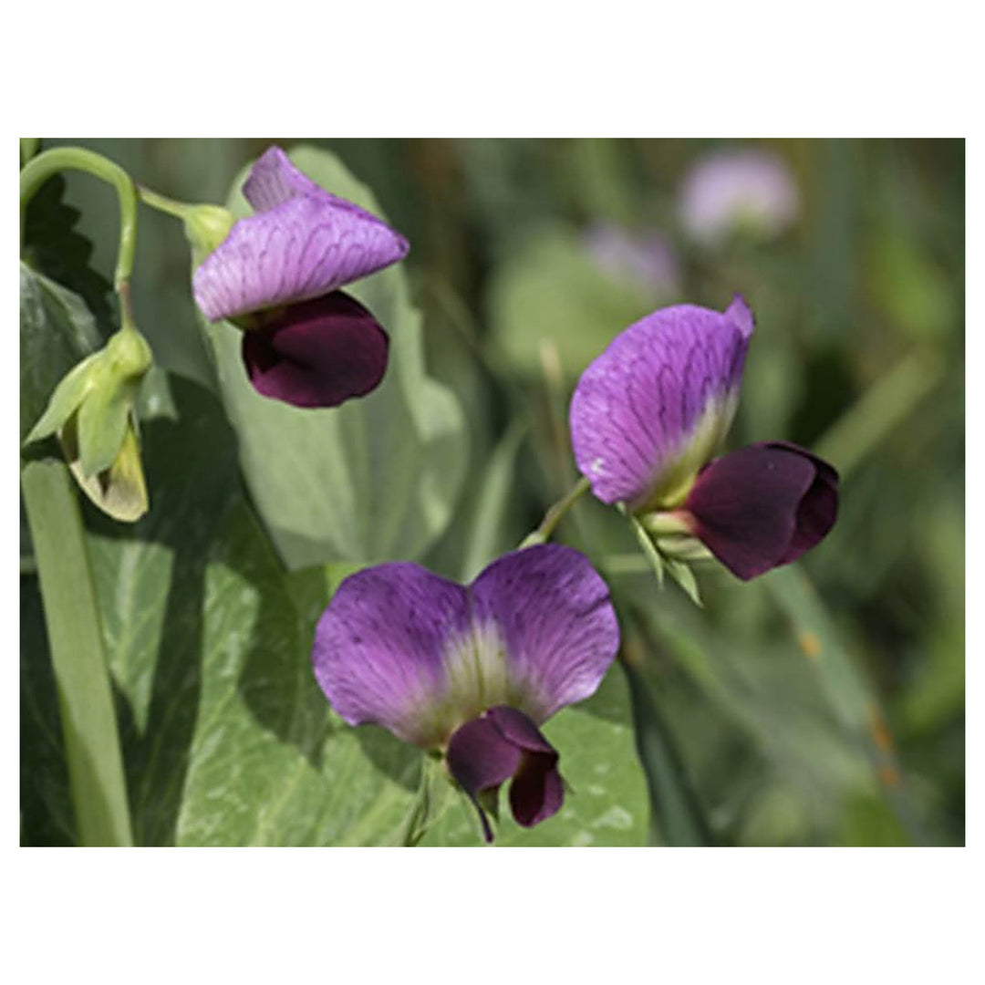 Pisum Sativum Flower Seeds for Planting – Edible Garden Pea Seeds | Neera Seeds product photo [neera-v4-2aa89d0f544cf0388bff]