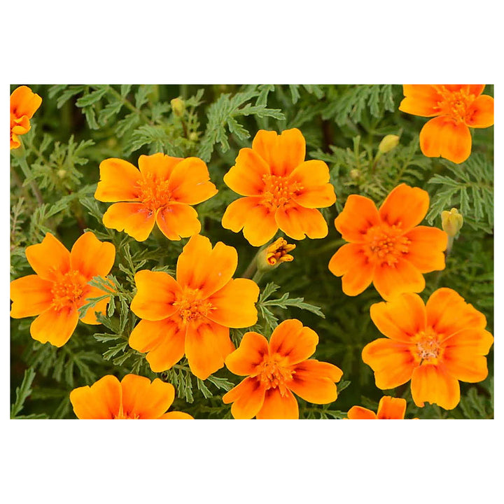 Yellow Signet Marigold Flower Seeds – Heirloom Non-GMO Seeds for Garden Planting | Neera Seeds product photo [neera-v4-2ac2b89cea6b984428da]