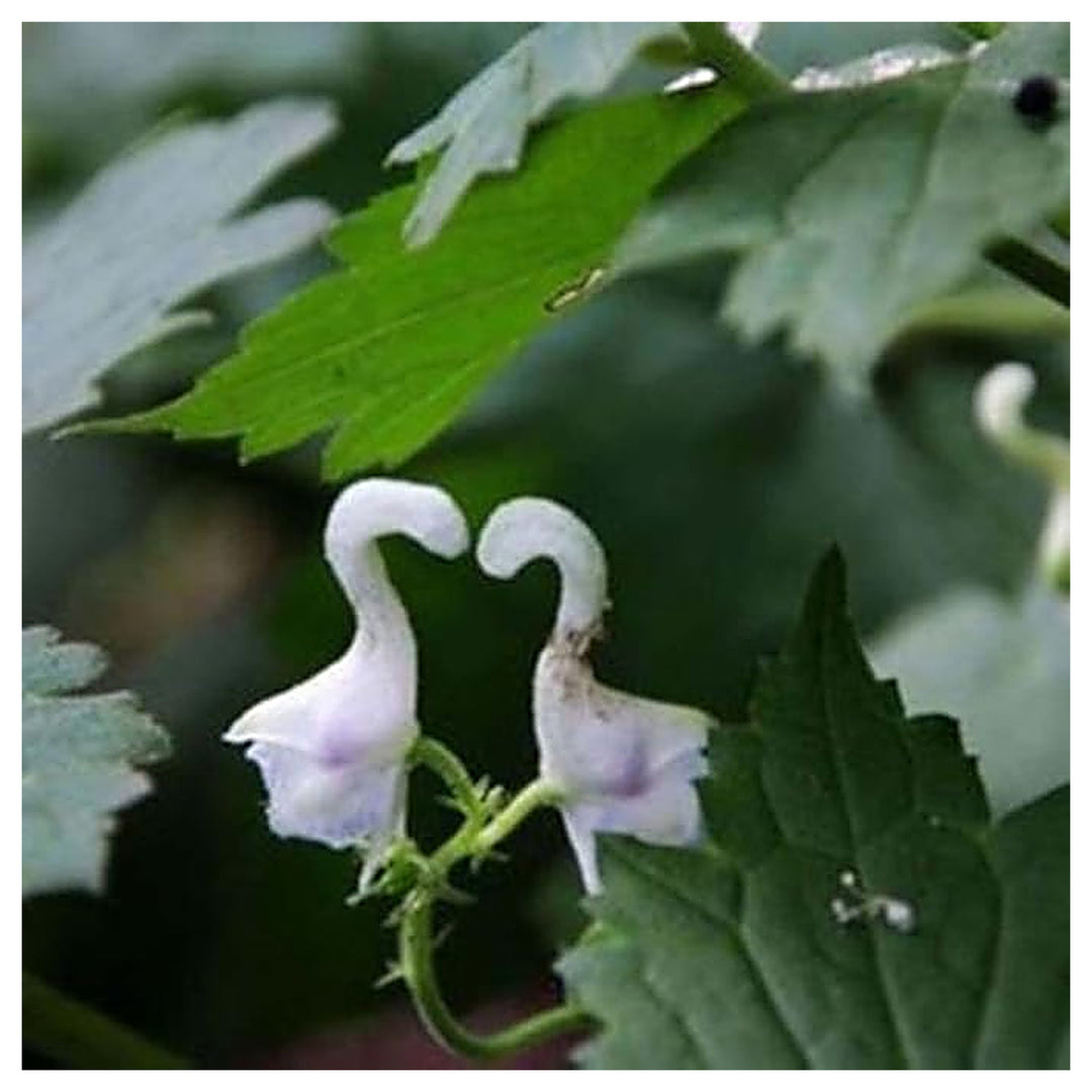 Heirloom Non-GMO Swan Flower Seeds for Planting – Elegant Ornamental Blooms for Garden Landscapes | Neera Seeds product photo [neera-v4-2ac902873c49838075f6]