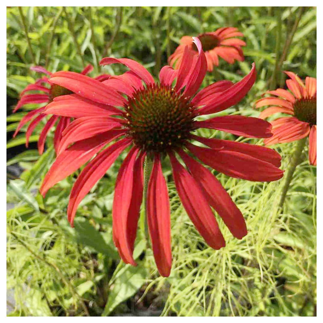 Tomato Soup Coneflower Echinacea Spp For Planting In Flower Bed Flower Seeds for Home Garden | Neera Seeds product photo [neera-v4-2ada4f0ce0252f6a005f]