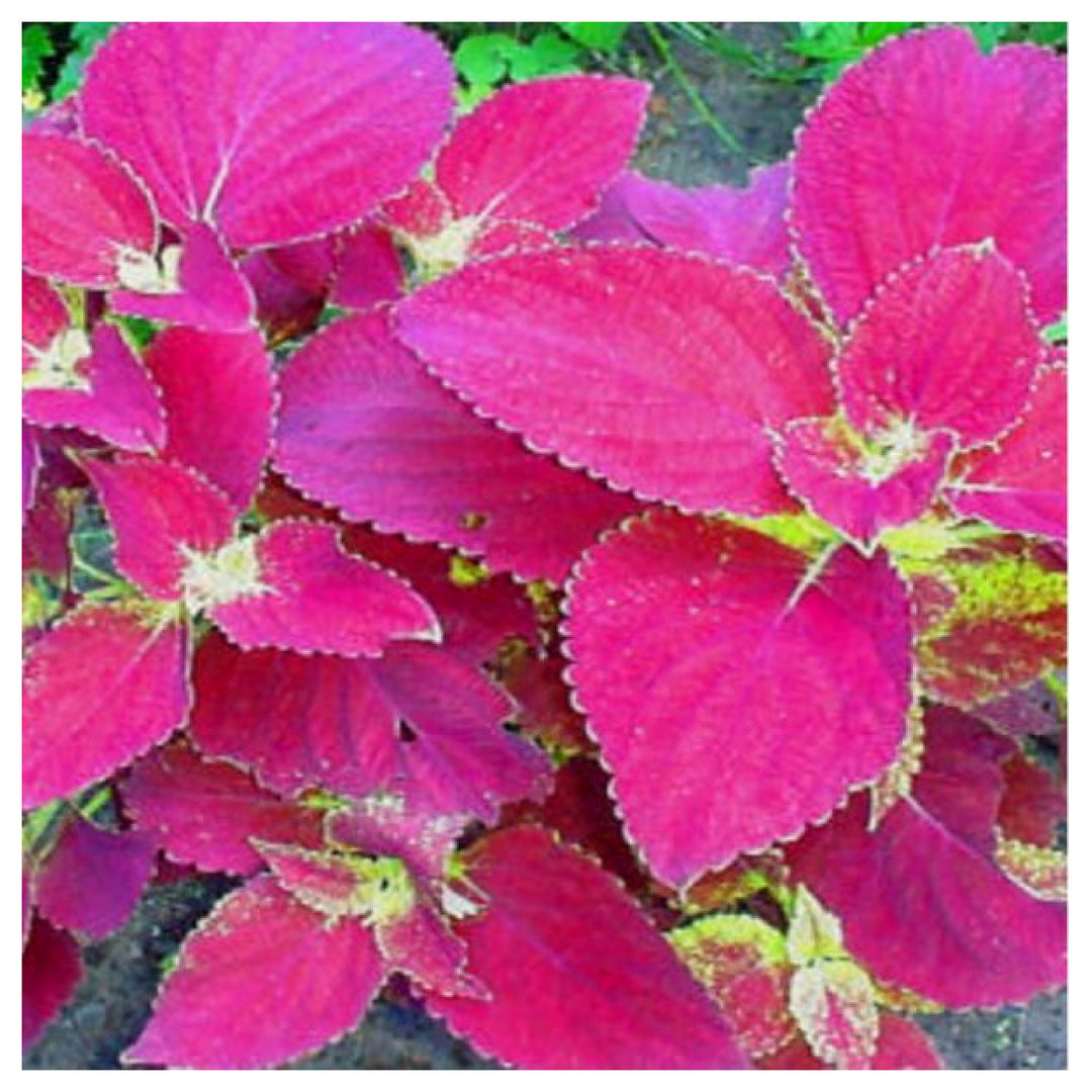 Heirloom Pink Coleus Flower Seeds for Planting – Non-GMO, Vibrant Ornamental Garden Foliage | Neera Seeds product photo [neera-v4-2adcd43aad2eb9f51731]