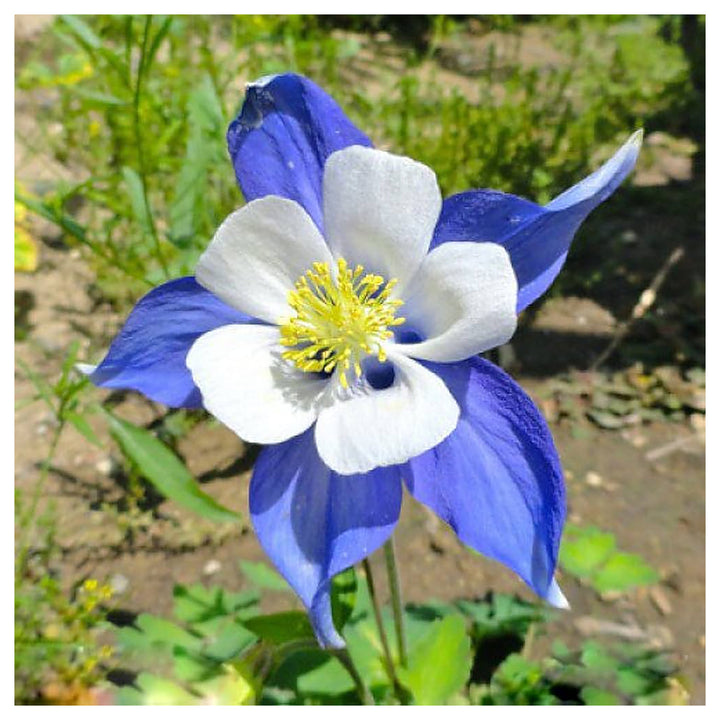 Blue Columbine Flower Seeds for Planting – Heirloom Non-GMO High Germination Perennial Garden Seeds | Neera Seeds product photo [neera-v4-2ae28d1750a5a682ffcf]