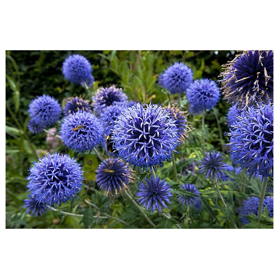 Globe Thistle Echinops Ritro Planting Home Garden Flower Border Flower Seeds Home Garden | Neera Seeds product photo [neera-v4-2aef272dd6c878ade8b8]