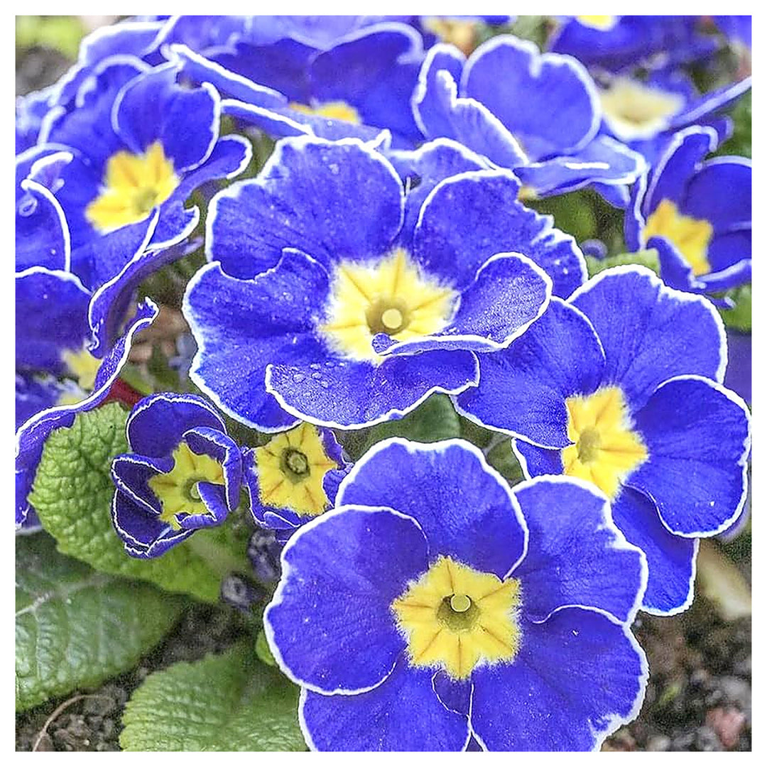 Blue Primrose Flower Seeds for Planting – Heirloom, Non-GMO, High Germination Garden Seeds 50 pcs | Neera Seeds product photo [neera-v4-2af6dfbe164d62abd322]