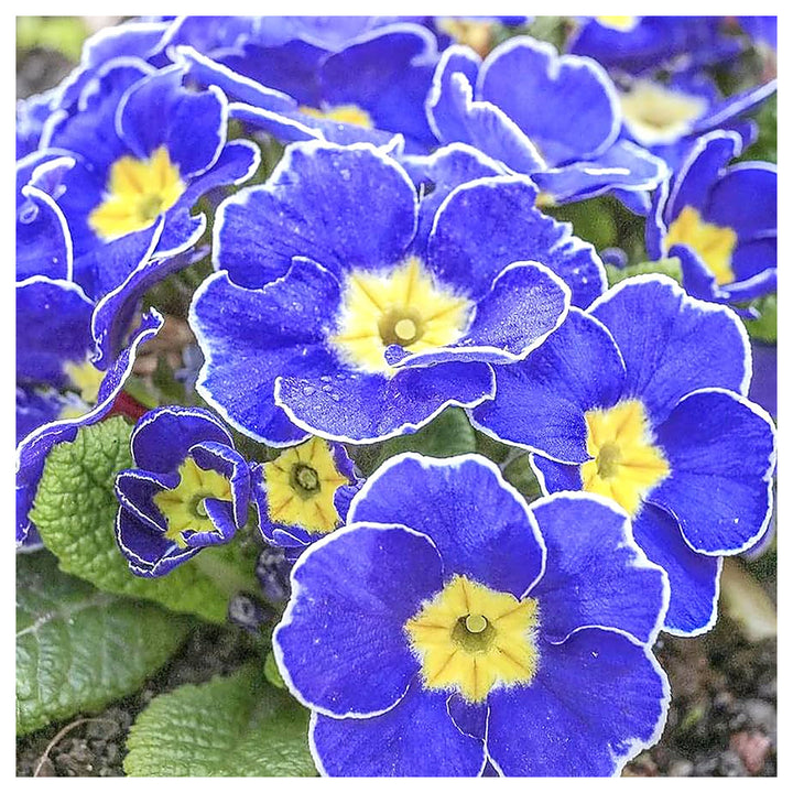 Blue Primrose Flower Seeds for Planting – Heirloom, Non-GMO, High Germination Garden Seeds 50 pcs | Neera Seeds product photo [neera-v4-2af6dfbe164d62abd322]