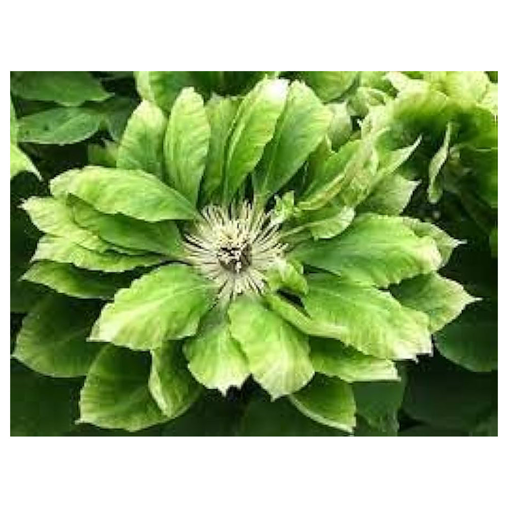 Heirloom Non-GMO Green Clematis Flower Seeds – High Germination Organic Garden Seeds for Climbing Vine Planting | Neera Seeds product photo [neera-v4-2b109cac8383ffd22833]