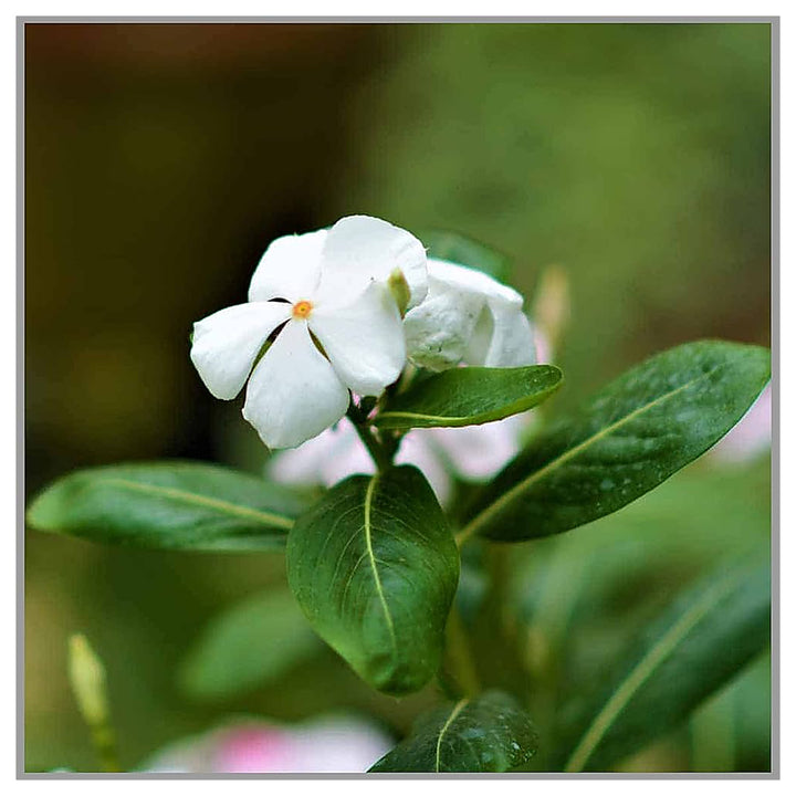 White Periwinkle Vinca Flower Seeds for Planting – Heirloom Non-GMO | High Germination Organic Garden Seeds | Neera Seeds product photo [neera-v4-2b14c06218beee907f8c]