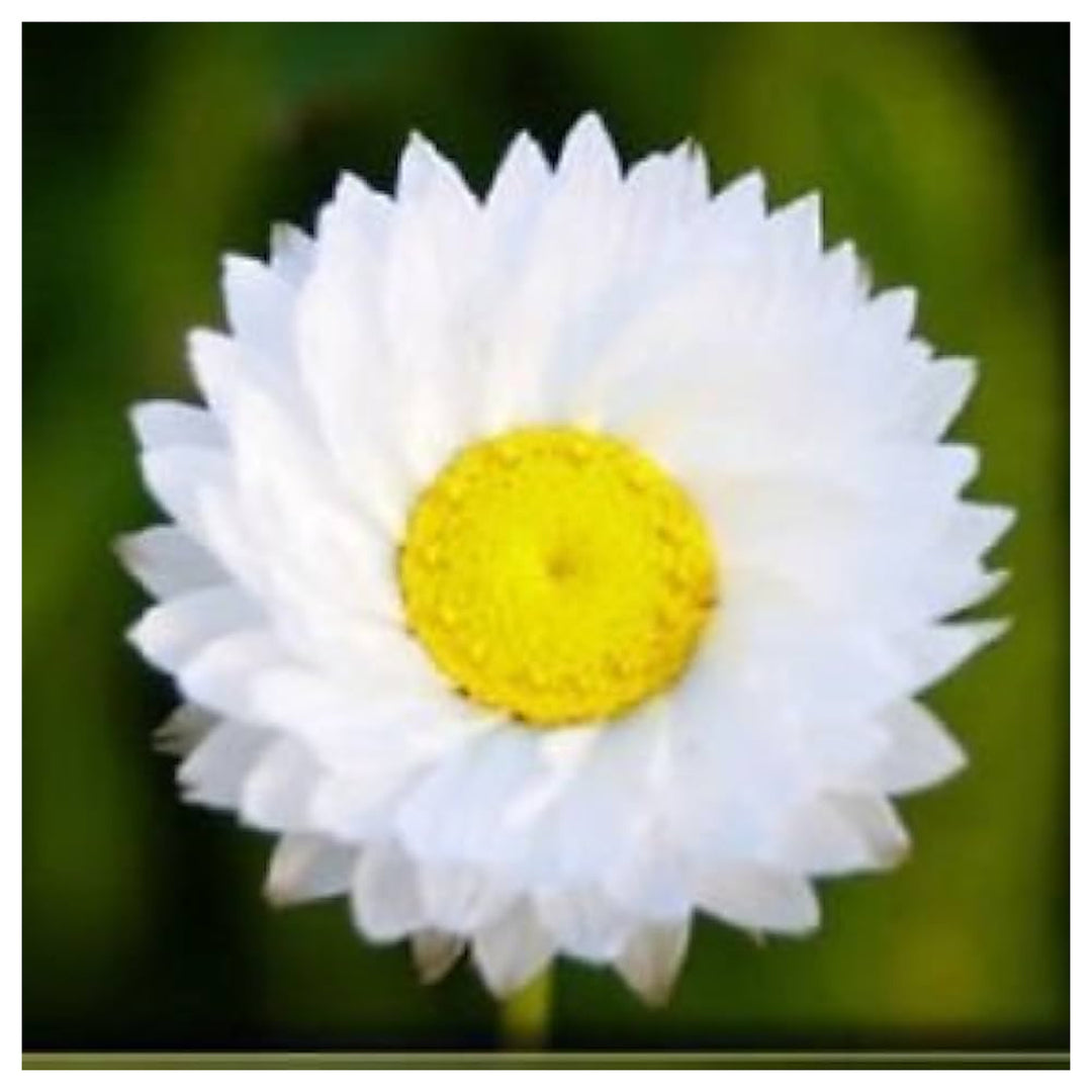 White Everlasting Planting All Season Home Garden Flower Seeds Home Garden Planting, | Neera Seeds product photo [neera-v4-2b376b66b80a45d3f36f]