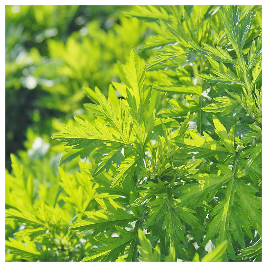 Mugwort (Artemisia vulgaris) Seeds for Planting – Heirloom, Non-GMO Medicinal Herb Seeds for Traditional & Aromatic | Neera Seeds product photo [neera-v4-2b425eb34fb24f0f66c5]