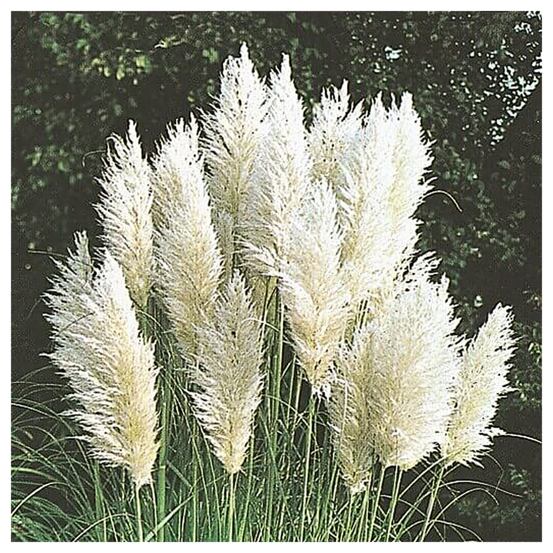 Pampas Plume White Feather Ornamental Grass Seeds for Planting – Non-GMO Heirloom Organic Garden Seeds | Neera Seeds product photo [neera-v4-2b44b323e3bac111e7b6]