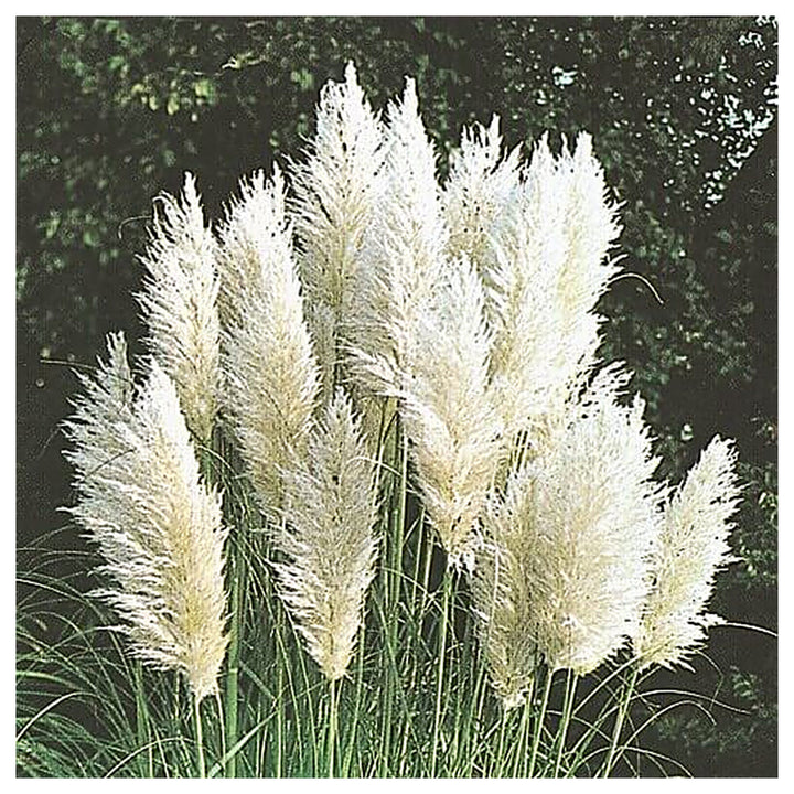 Pampas Plume White Feather Ornamental Grass Seeds for Planting – Non-GMO Heirloom Organic Garden Seeds | Neera Seeds product photo [neera-v4-2b44b323e3bac111e7b6]