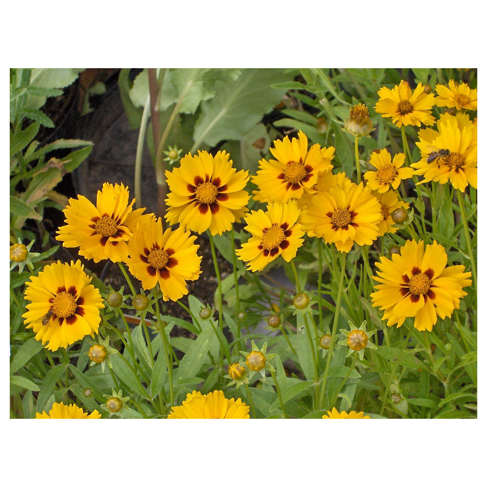 Coreopsis lanceolata Flower Seeds for Planting – Heirloom & Non-GMO Perennial Blooms for Pollinator Gardens & Wildf | Neera Seeds product photo [neera-v4-2b68173c8df5bb1e9625]