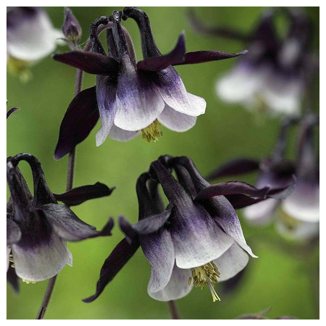 Columbine William Guinness For Unique Flower Growth Flower Seeds for Home Garden Planting, | Neera Seeds product photo [neera-v4-2b701005fbcb1767bcab]