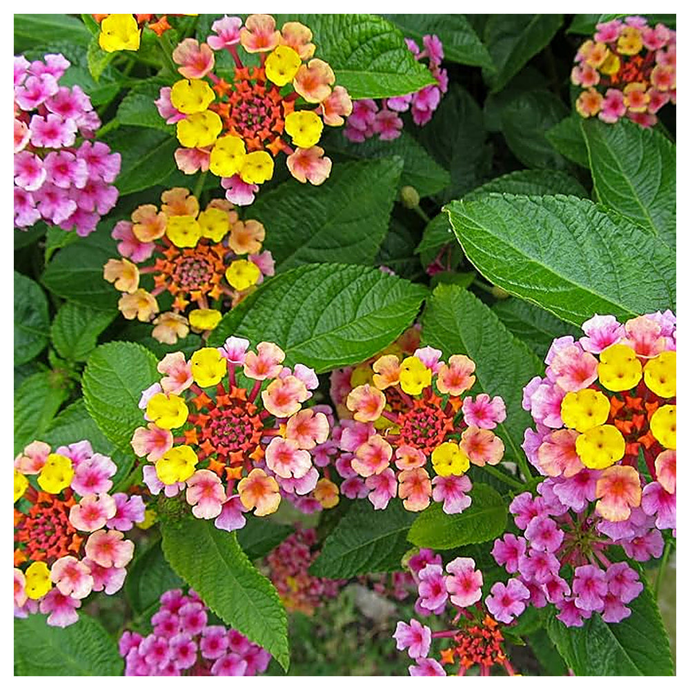 Organic Lantana Flower Seeds in Mixed Colors for Planting – Heirloom, Non-GMO | Neera Seeds product photo [neera-v4-2b7af40a291d040dbec8]