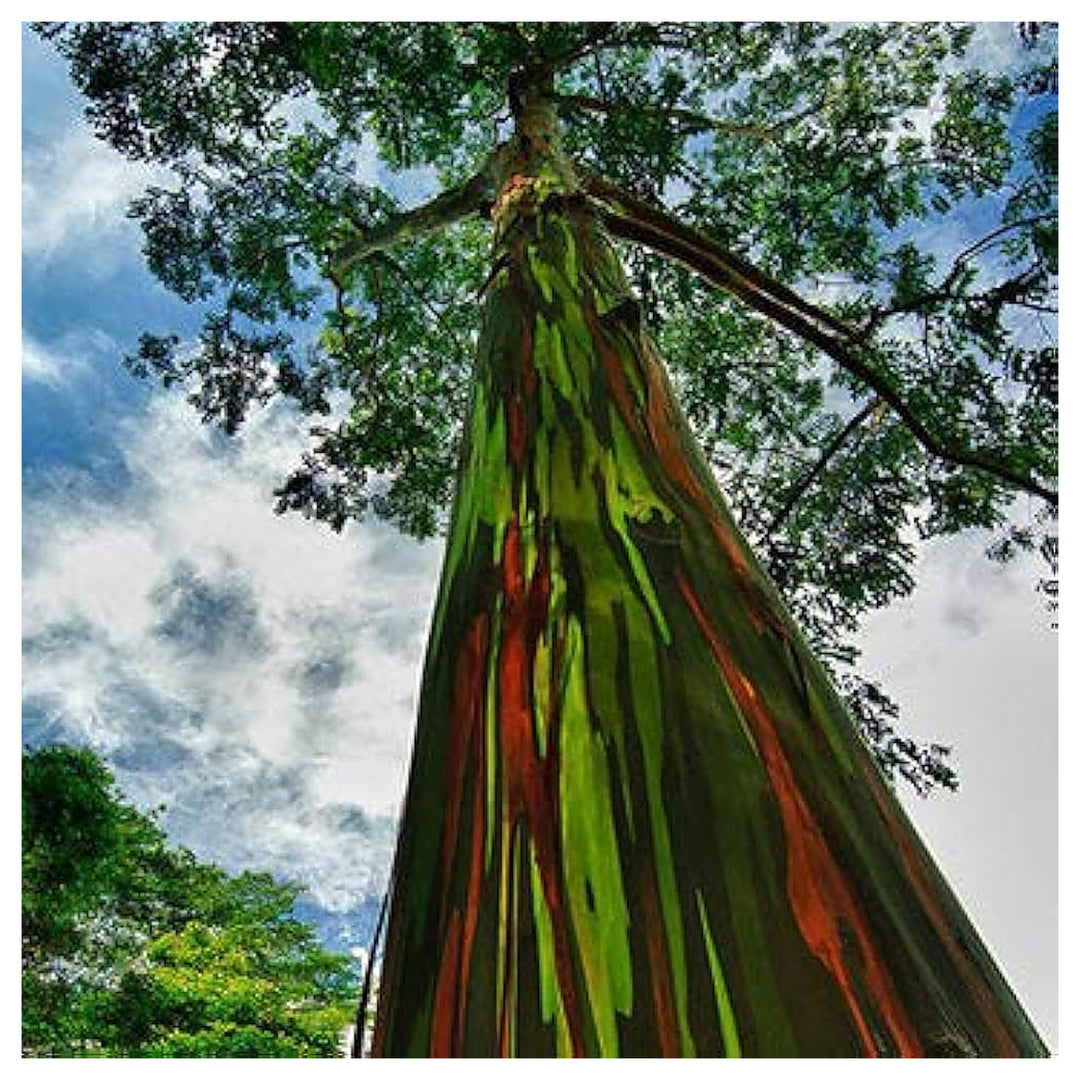 Rainbow Eucalyptus Deglupta Tree For Planting Flower Seeds for Home Garden Planting, Premium | Neera Seeds product photo [neera-v4-2b7b7b59ec95948a8ce6]