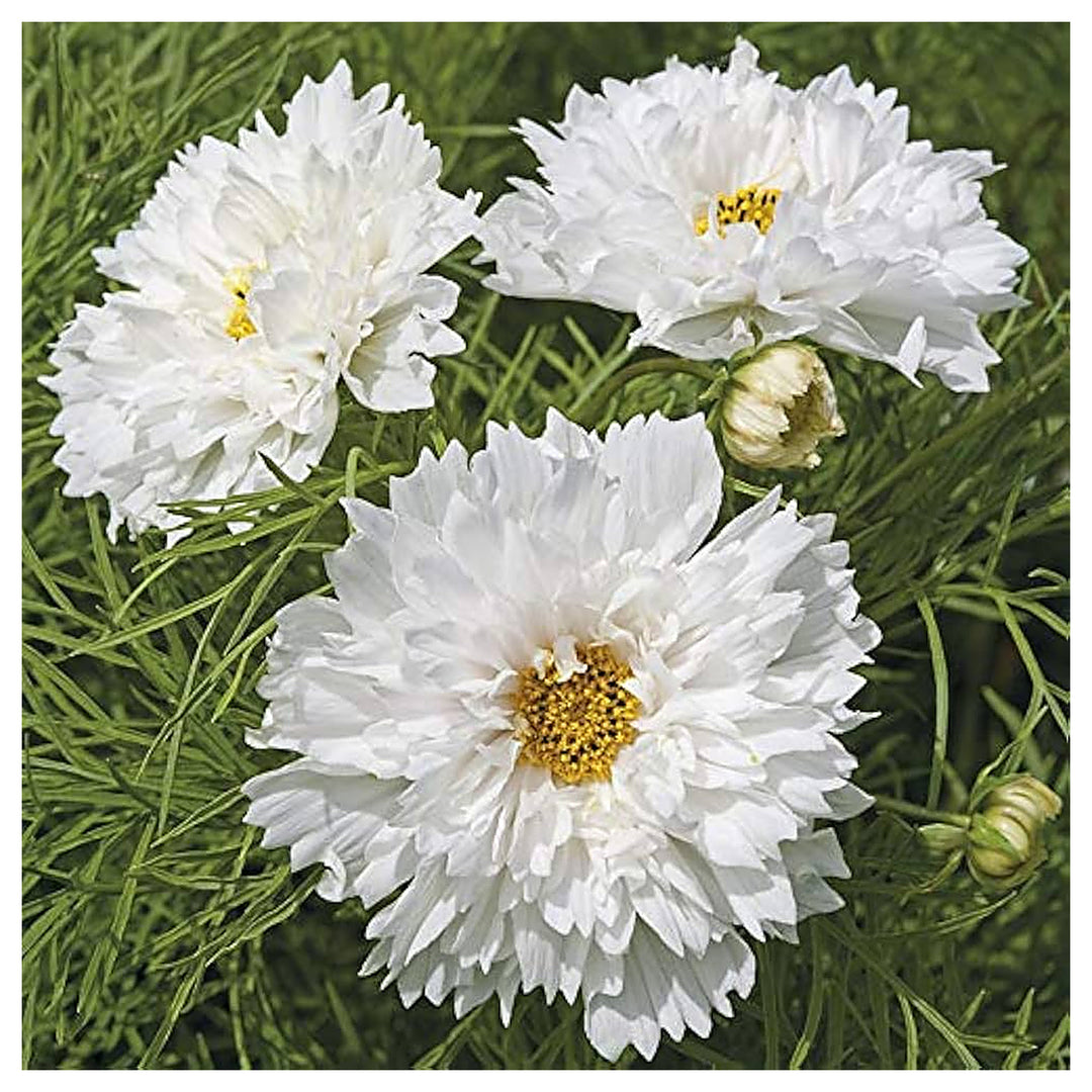 Cosmos Double Click Rare For Planting Double Blooms Flower Seeds for Home Garden Planting, Exotic | Neera Seeds product photo [neera-v4-2b8ca0c6f2a22de5770c]