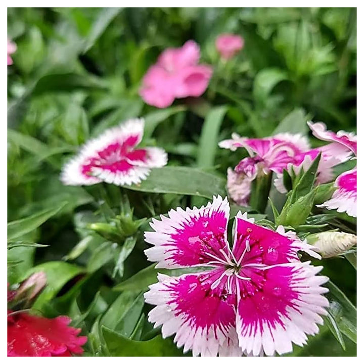 White Pink Dianthus Barbatus Flower Seeds for Planting - 100 pcs | Neera Seeds product photo [neera-v4-2b912ff43de8e1d5c0d7]