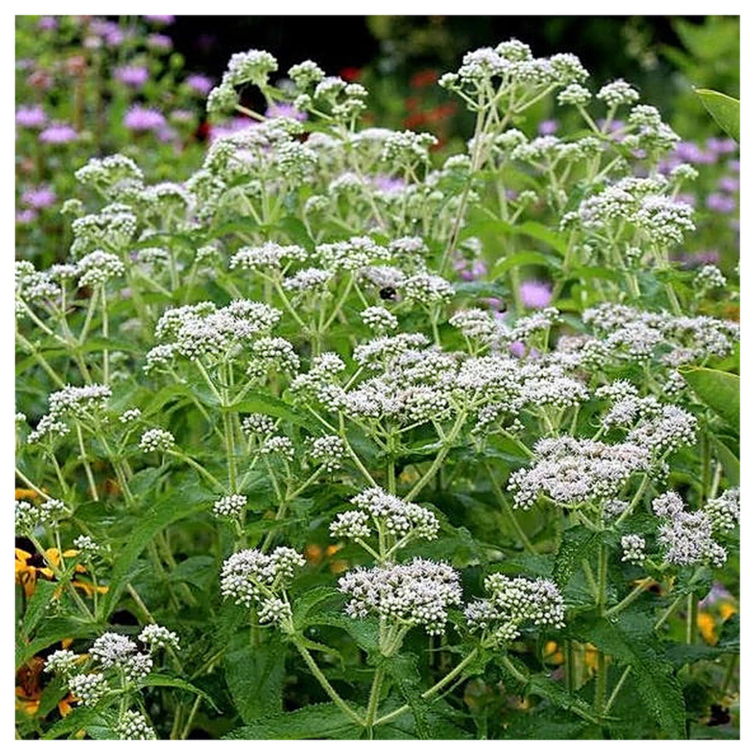 Boneset Seeds (Eupatorium perfoliatum) for Planting – Heirloom, Non-GMO Medicinal Herb for Immune Support & Moist G | Neera Seeds product photo [neera-v4-2bb18ce480d47b346393]