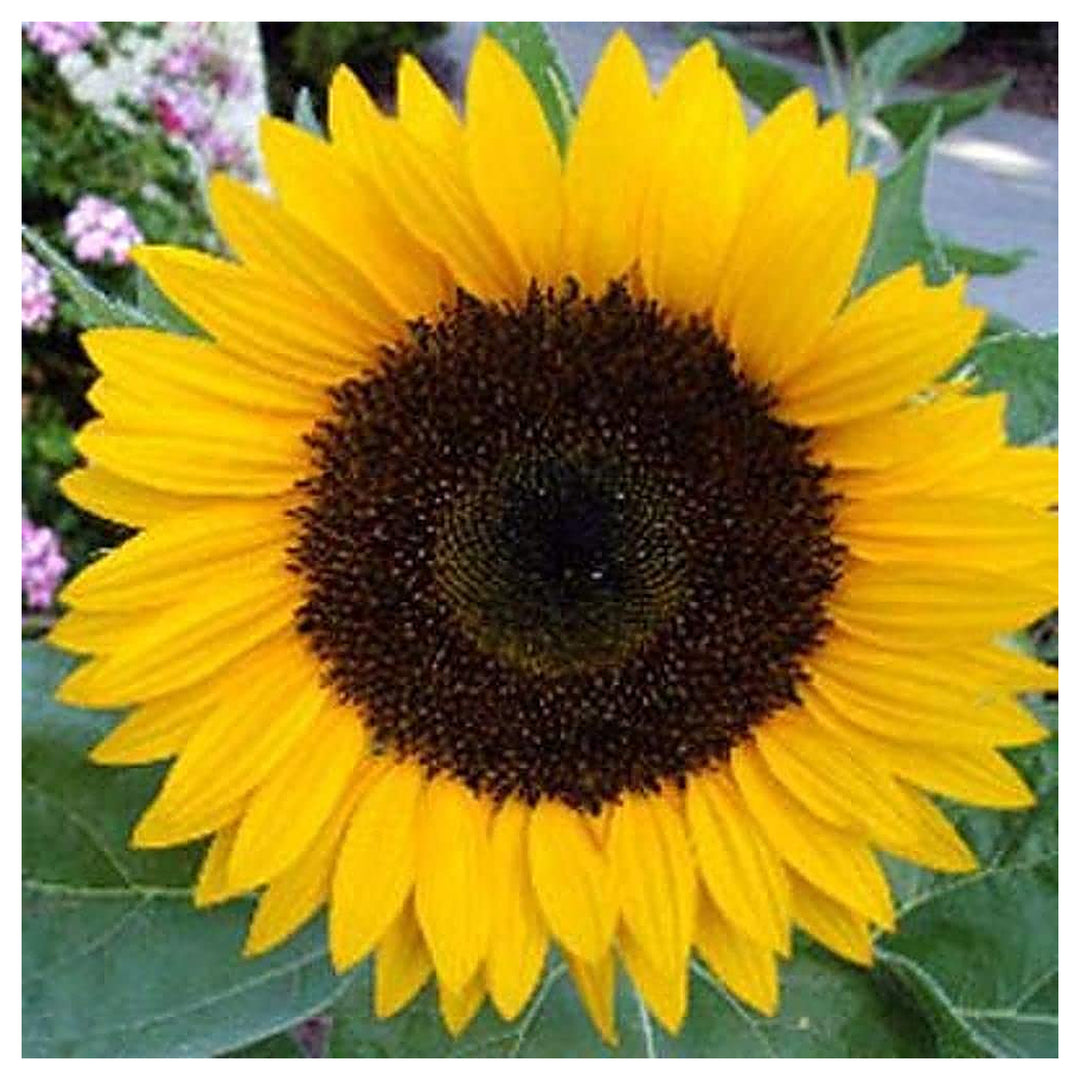 Mini Sunflower Planting Helianthus Balcony And Diy Garden Flower Seeds Home Garden | Neera Seeds product photo [neera-v4-2bb1a623e250ec974b76]