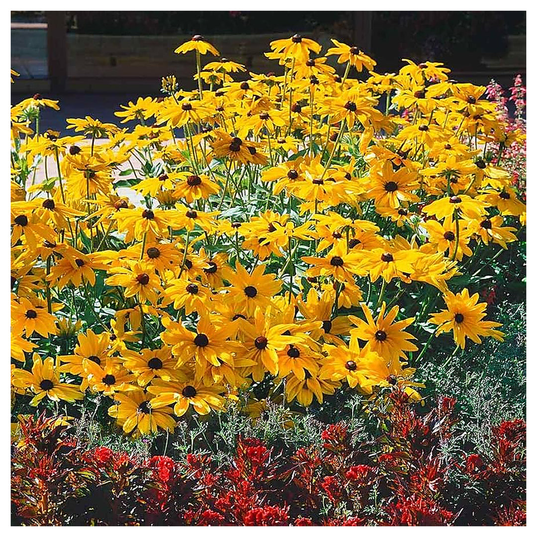 Gloriosa Daisy For Planting Rudbeckia Hirta For Flower Beds And Garden Borders Flower Seeds for | Neera Seeds product photo [neera-v4-2bbf24423068b90c57ae]