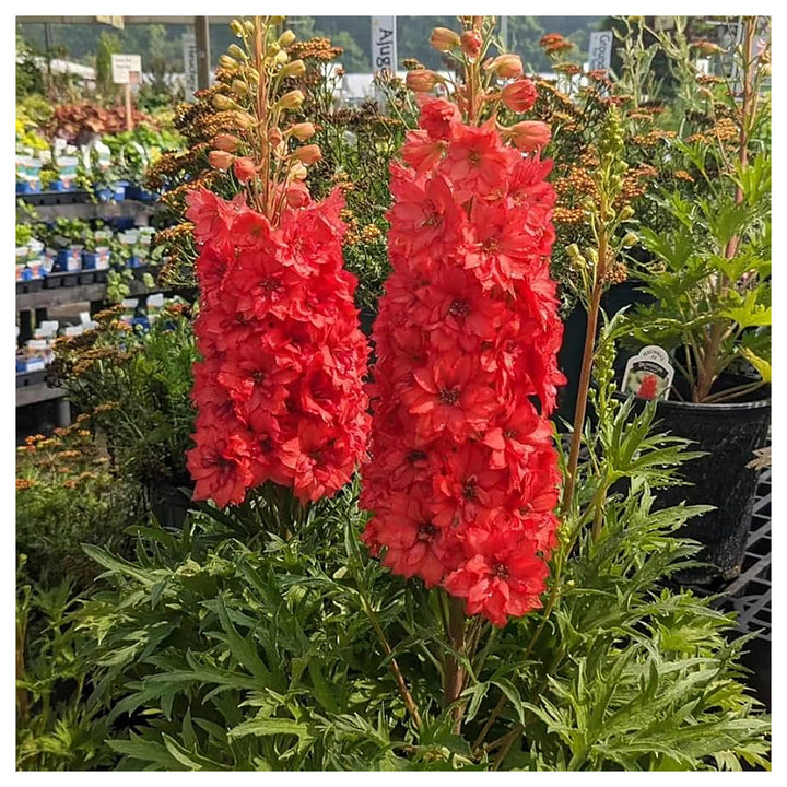 Red Giant Delphinium Planting Perennial Garden Flowers Flower Seeds Home Garden Planting, | Neera Seeds product photo [neera-v4-2bbf49f9644f188c131f]