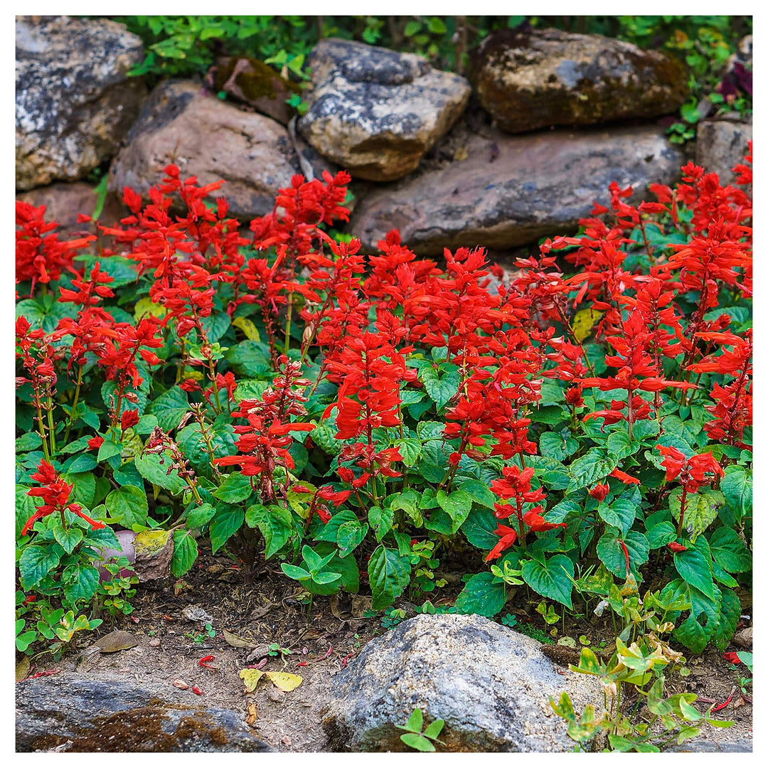 Salvia Salvia Coccinea Flower For Planting Bright Blooms For Pollinator Gardens Garden Borders | Neera Seeds product photo [neera-v4-2bc1036652a610caa1ab]