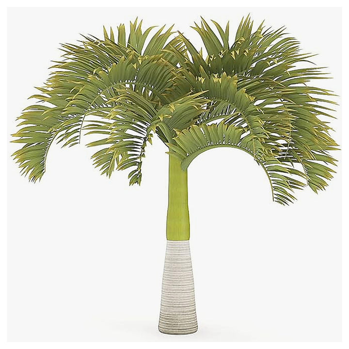 Green World Christmas Palm Seeds – Adonidia merrillii Manila Palm Ornamental Tree, Heirloom Seeds | Neera Seeds product photo [neera-v4-2bc26b9849fba3d7c141]