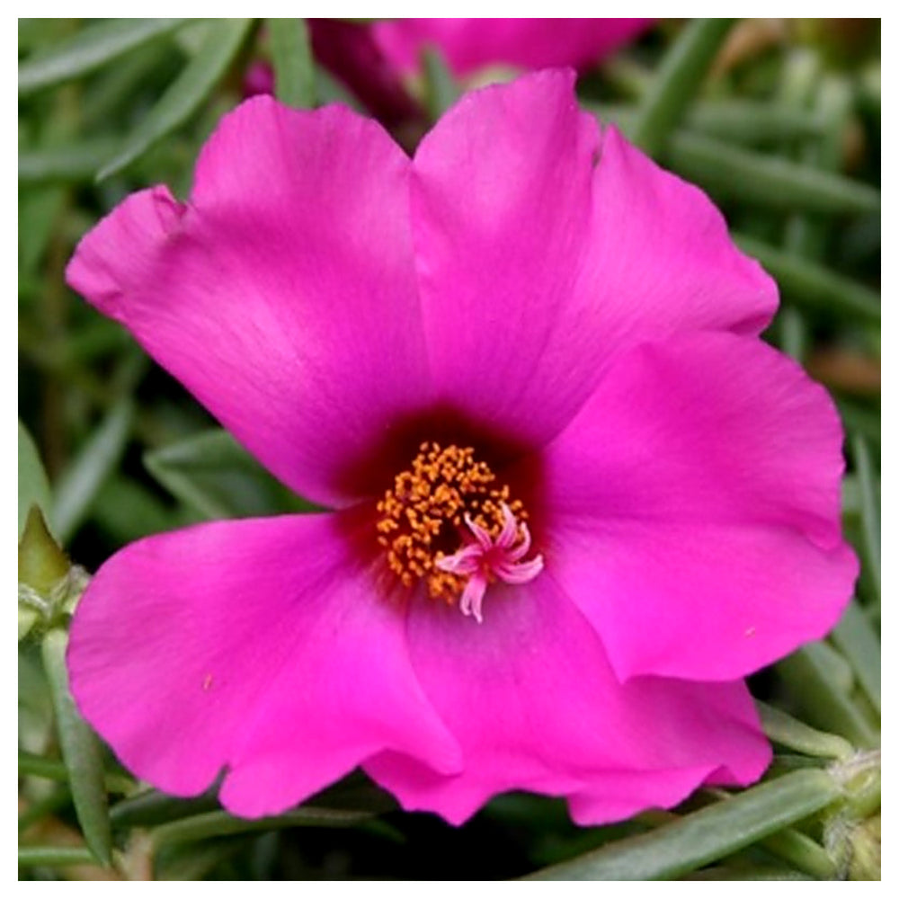 Heirloom Non-GMO Purple Portulaca Flower Seeds for Drought-Tolerant Summer Garden Planting | Neera Seeds product photo [neera-v4-2bc82799451ca1878dc4]