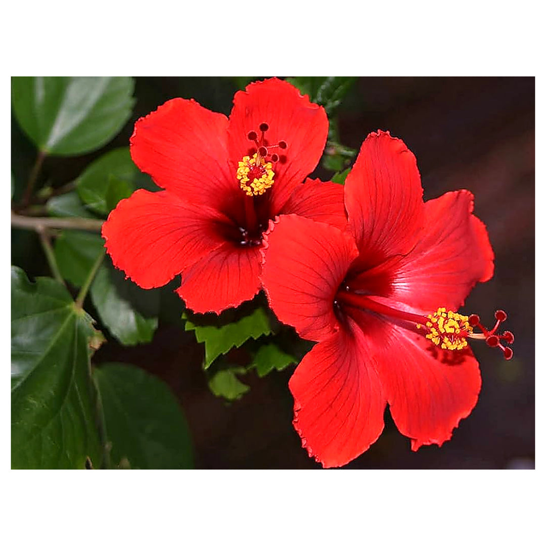Giant Double Blossom Hibiscus Flower For Planting Flower Seeds for Home Garden Planting, Exotic | Neera Seeds product photo [neera-v4-2bcaa016d1d9589854ed]