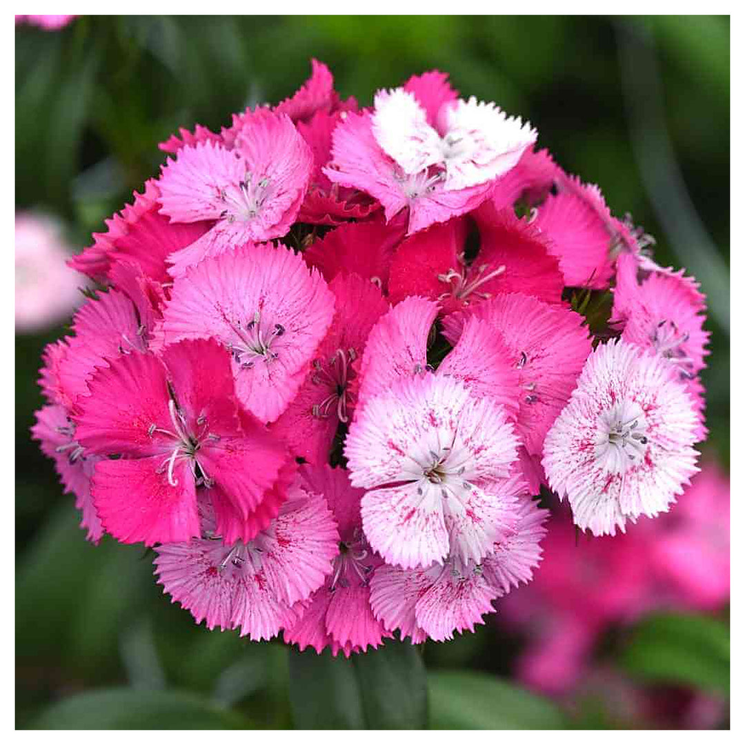 Pink Dianthus Dianthus Barbatus Sweet William Flower For Planting Bright Blooms For Pollinator | Neera Seeds product photo [neera-v4-2bcfd6b0a59f30a1cea9]