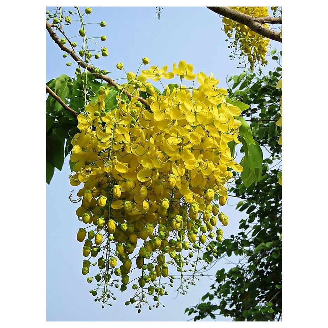 Golden Yellow Chain Tree Flowers Planting Garden Flower Seeds Home Garden Planting, | Neera Seeds product photo [neera-v4-2bd3b94e6d41c74275d1]