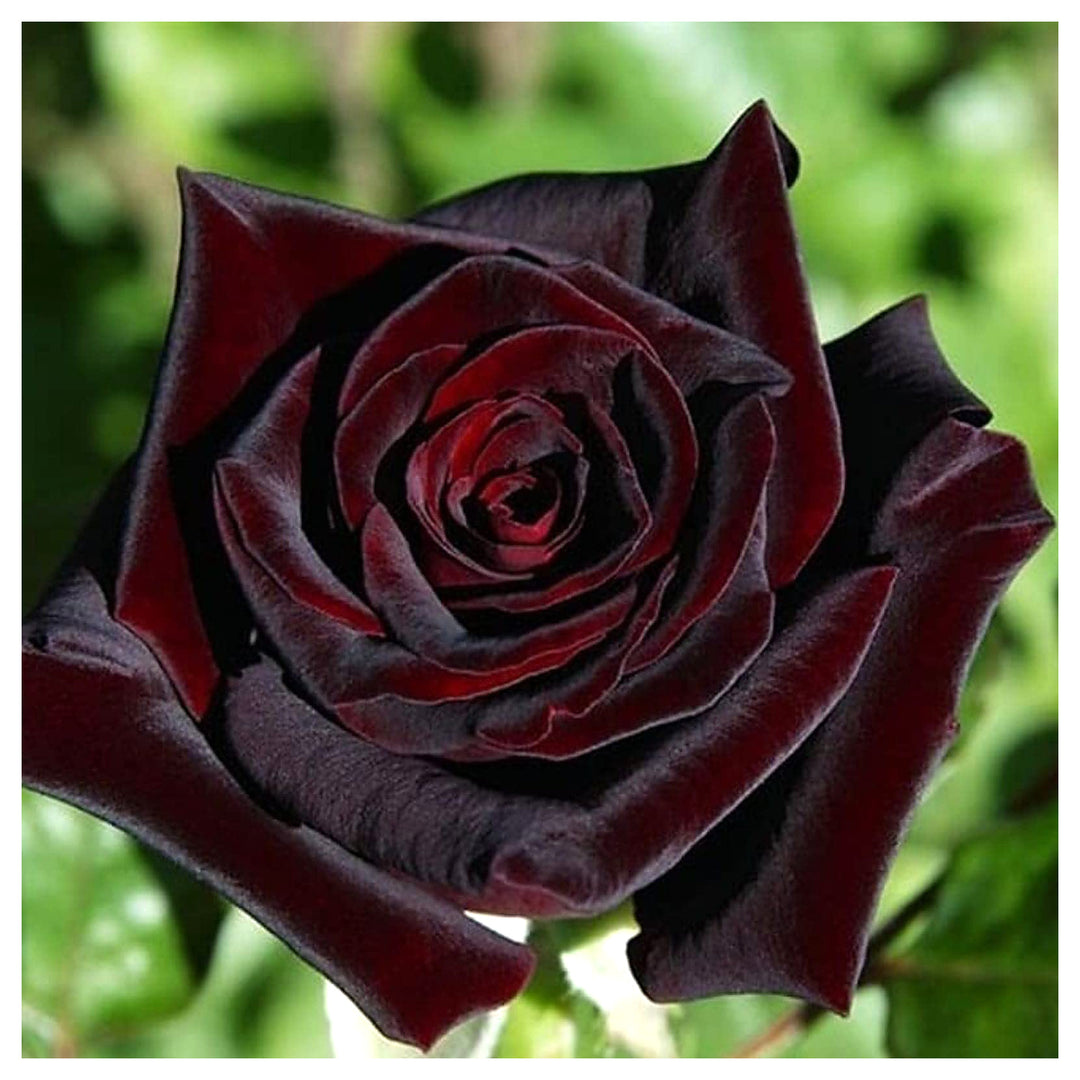 Rare Black Grafted Red Climbing Rose Plant Seeds for Garden Heirloom Non-GMO Seeds for Planting | Neera Seeds product photo [neera-v4-2be609004e5c81ff71ec]