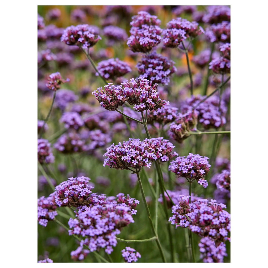 Heirloom Non-GMO Purple Verbena Flower Seeds for Delicate Blooms and Pollinator Garden Planting | Neera Seeds product photo [neera-v4-2bfdca67f5d018343f43]