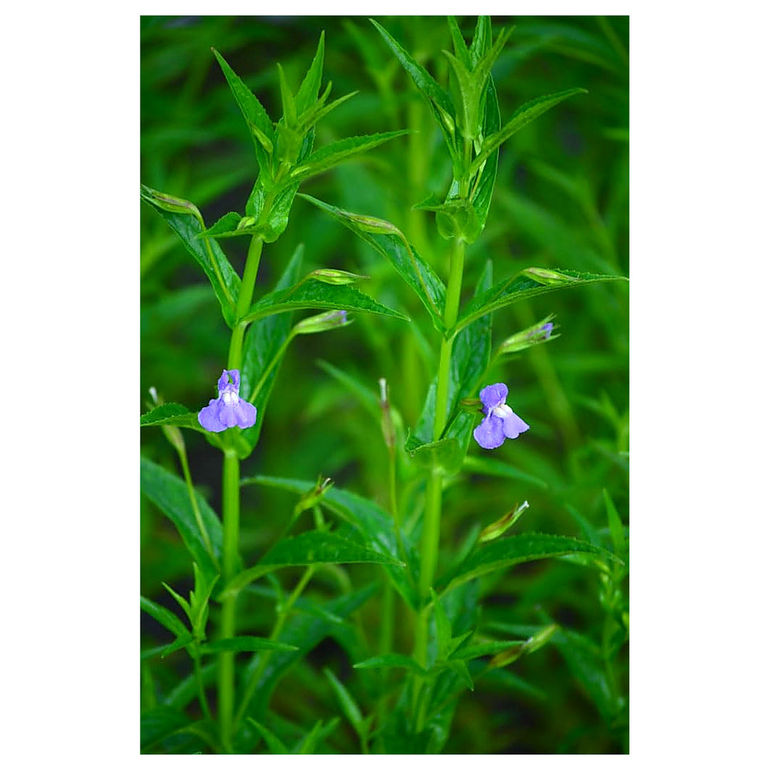 Heirloom Non-GMO Mimulus Ringens Flower Seeds for Planting – High Germination Organic Garden Seeds, Hardy Wetland P | Neera Seeds product photo [neera-v4-2c0ad39285d1e62e5ec2]
