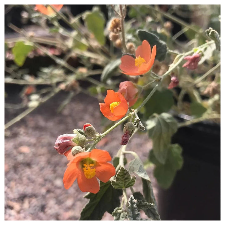 Heirloom Globemallow Flower Seeds, Non-GMO Drought-Tolerant Blooms for Wildflower Garden Planting | Neera Seeds product photo [neera-v4-2c1dfccf7fad977a1fea]