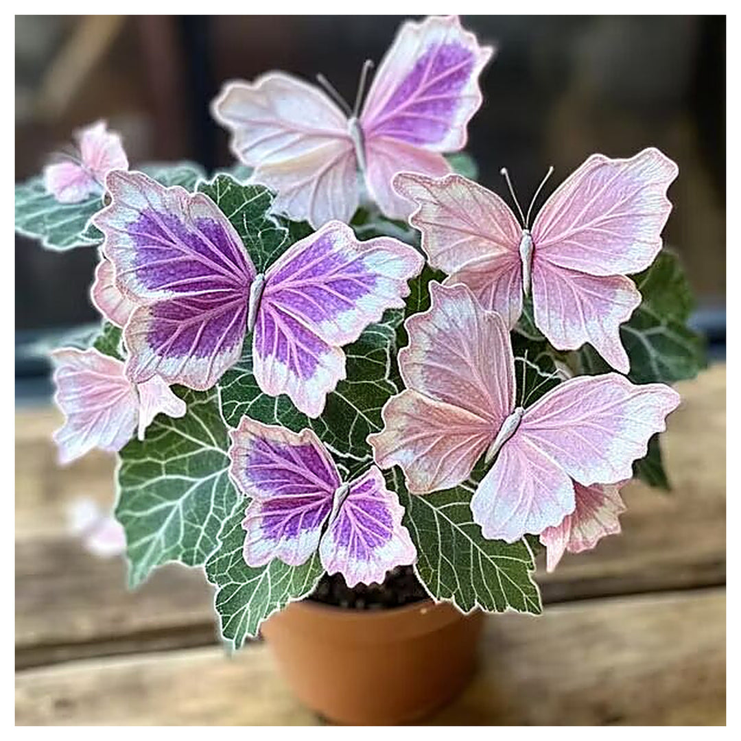 Pink Moonlight Butterfly Begonia Flower Seeds Heirloom Non-GMO High Germination Seeds | Neera Seeds product photo [neera-v4-2c1f96342766b6c12ee4]