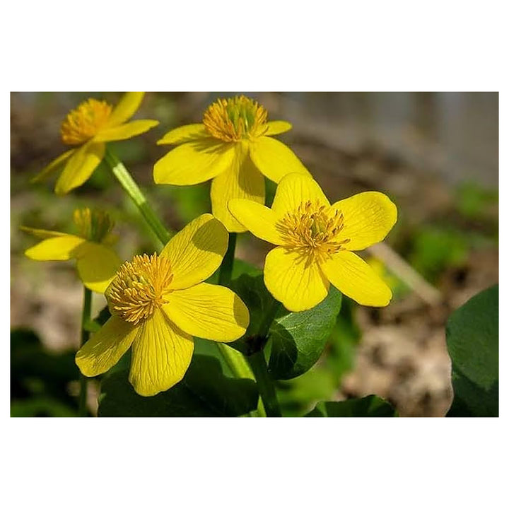 Marsh Marigold For Planting Caltha Palustris For Pond Edges And Wetland Gardens Flower Seeds for | Neera Seeds product photo [neera-v4-2c238ff65233ecb842de]
