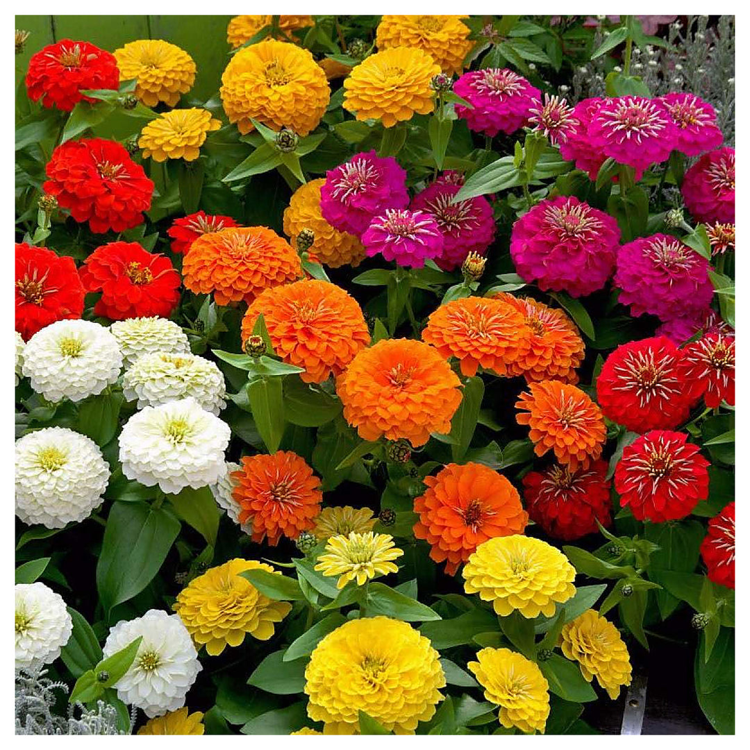 Zinnia Flower In Colors Colorful Balcony Garden Plants Flower Seeds Home Garden Planting, | Neera Seeds product photo [neera-v4-2c287ed5d13950ae5367]