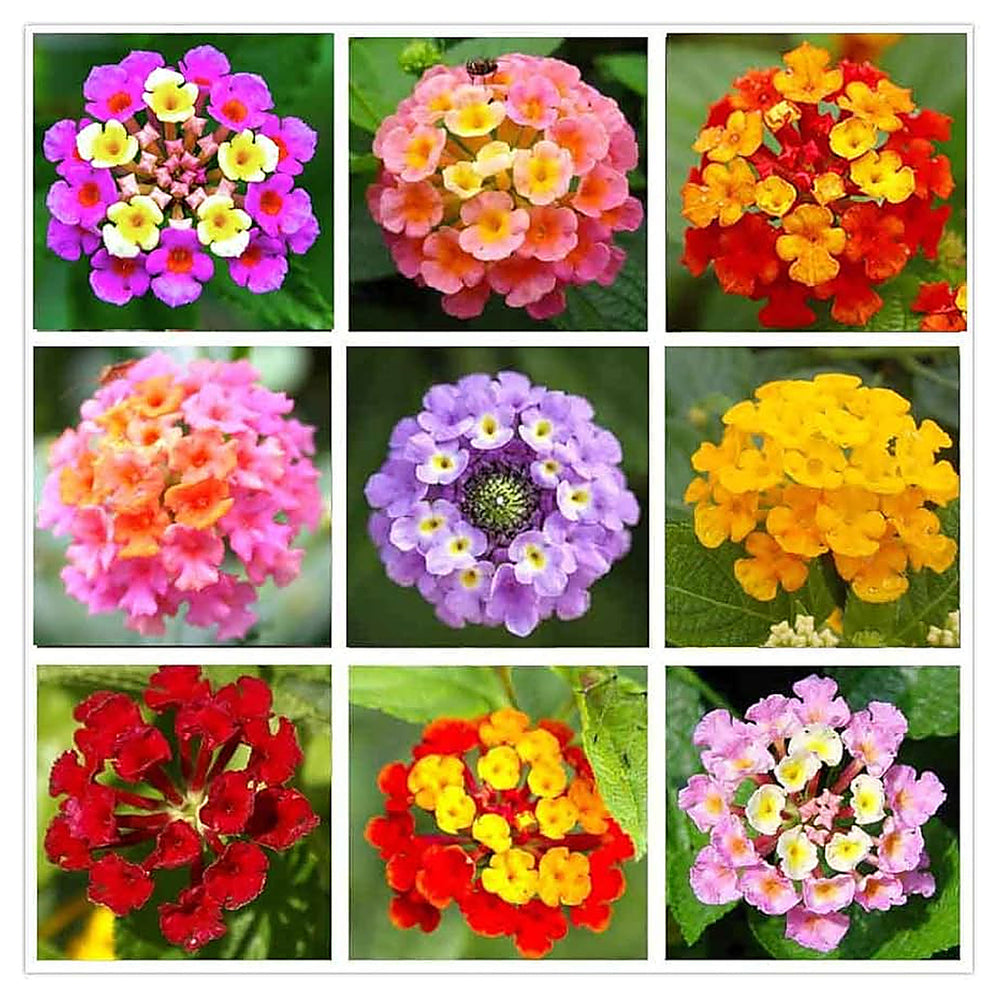 Lantana Mix Flower Seeds for Garden Planting – Non-GMO Heirloom Organic Garden Seeds, High Germination | Neera Seeds product photo [neera-v4-2c2fa45fc4a8b9dbeebf]