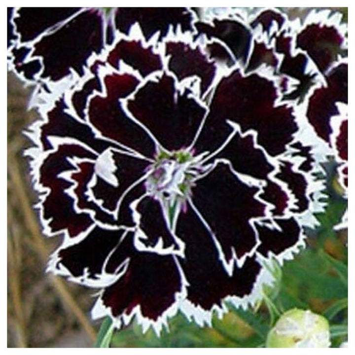 Dianthus Japanese Pinks Hardy Perennial Flowers Flower Seeds Home Garden Planting, Fragrant | Neera Seeds product photo [neera-v4-2c378cce62f0b2ddd9f6]
