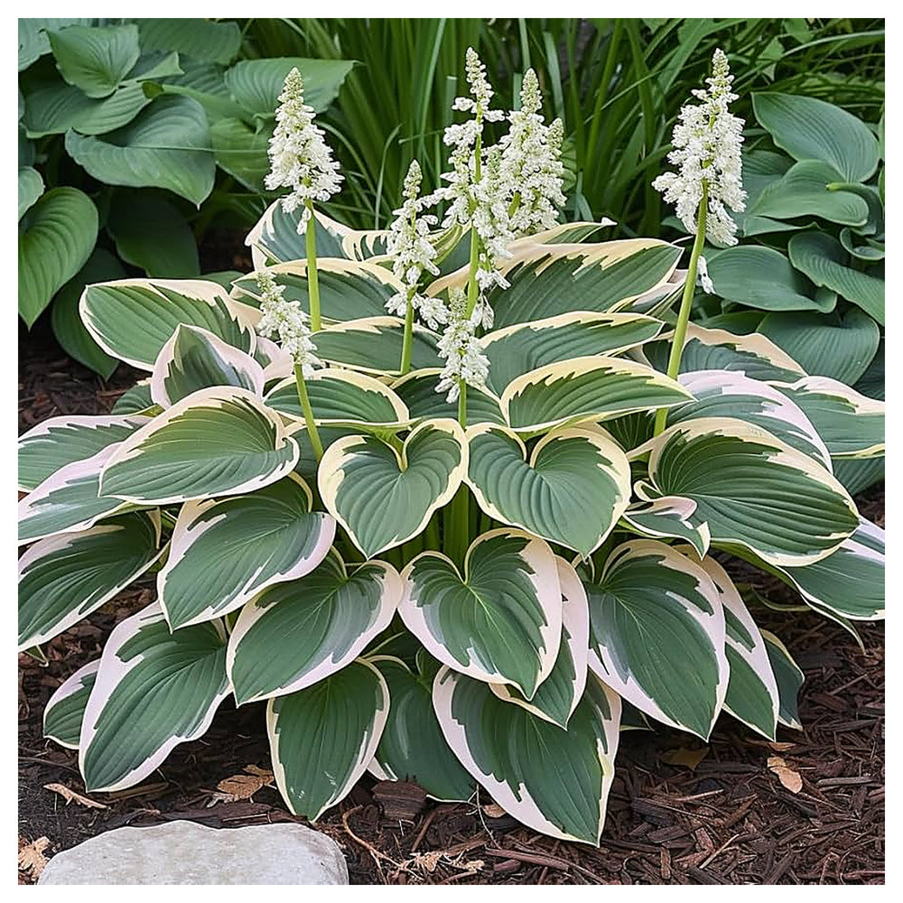 Hosta Lily For Planting Hosta Spp For Shade Gardens And Ornamental Flower Beds Flower Seeds for | Neera Seeds product photo [neera-v4-2c3be02ae7aeb9545682]